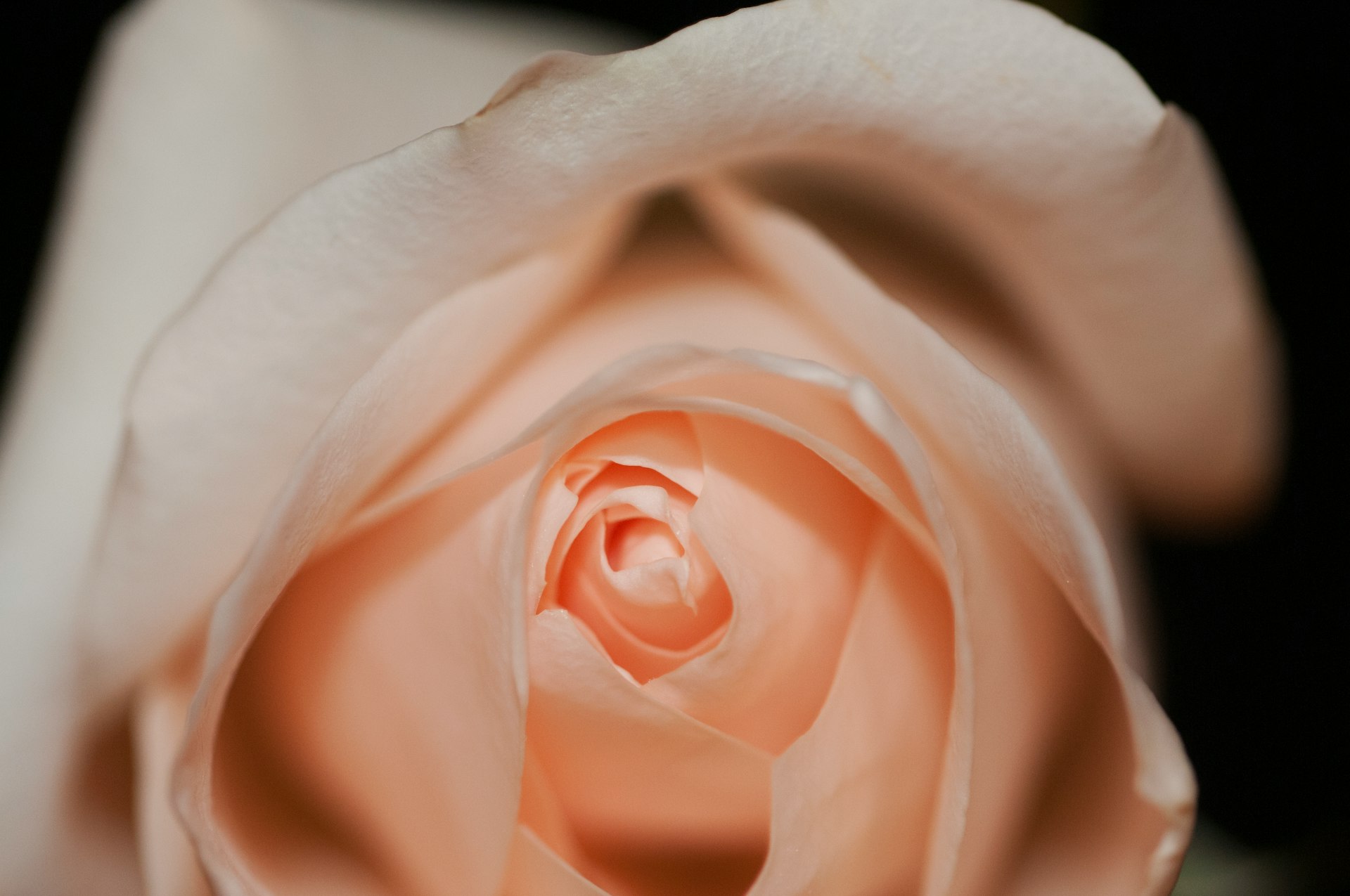 shallow focus photo of orange rose